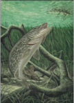 (image for) Northern Pike